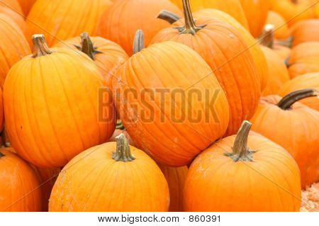 Pumpkin19