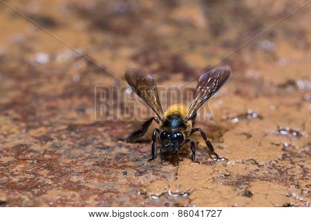 Giant Honey Bee