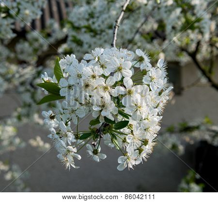 Blossoming Tree Brunch With White Flowers.