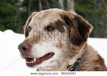 Big Spotted Dog Portrait