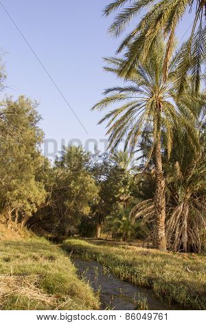 Date palms