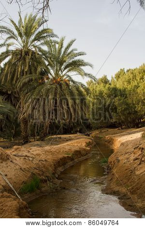 Date palms