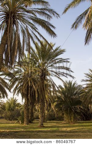 Date palms