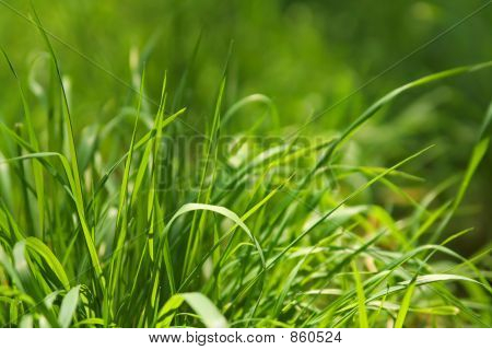 blade of grass