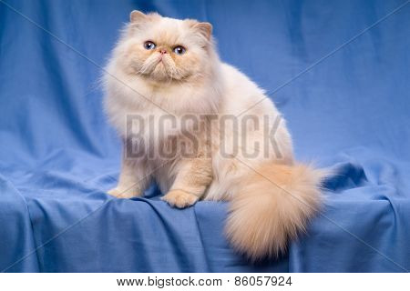 Cute Persian Cream Colorpoint Cat Sitting On A Blue Background