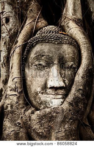 Head Of Buddha Under A Fig Tree, Ayutthaya