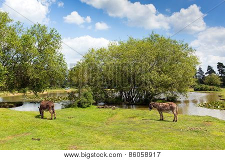 New Forest donkies by a lake on a sunny summer day in Hampshire England UK