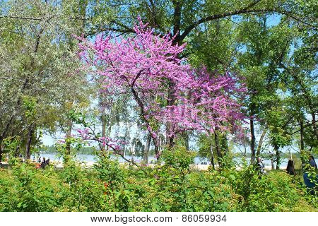 flowering tree