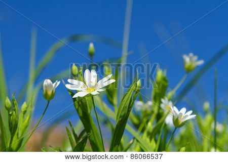 Spring Chickweed Flowers