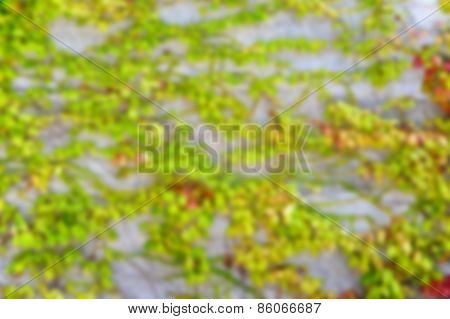 Defocused Abstract Wall Of Ivy