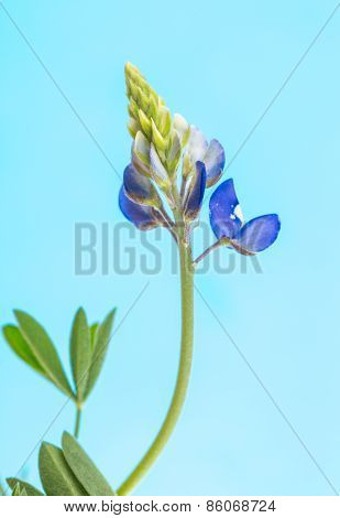 Bluebonnet Just Beginning To Bloom