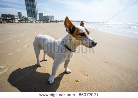 jack russel terrier at sea