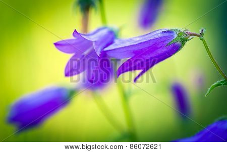 Harebells (campanula) Wild Flowers On Summer Meadow