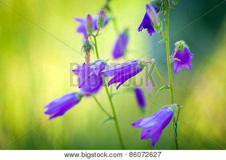 Harebells (campanula) Wild Flowers On Summer Meadow