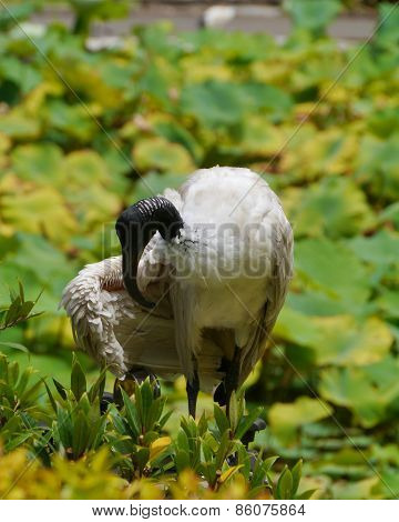 Australian White Ibis