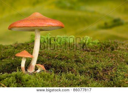 Three red toadstools on moss to be used as fairy tale background