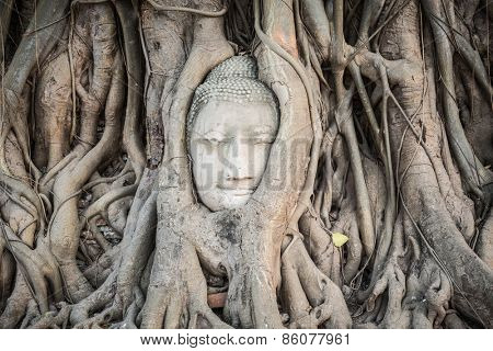 Buddha head overgrown by fig tree in Wat Mahatat. Ayutthaya historical park