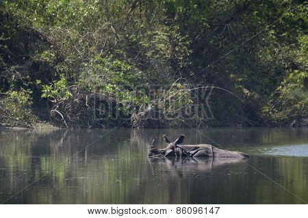Greater One-horned Rhinoceros In Bardia, Nepal