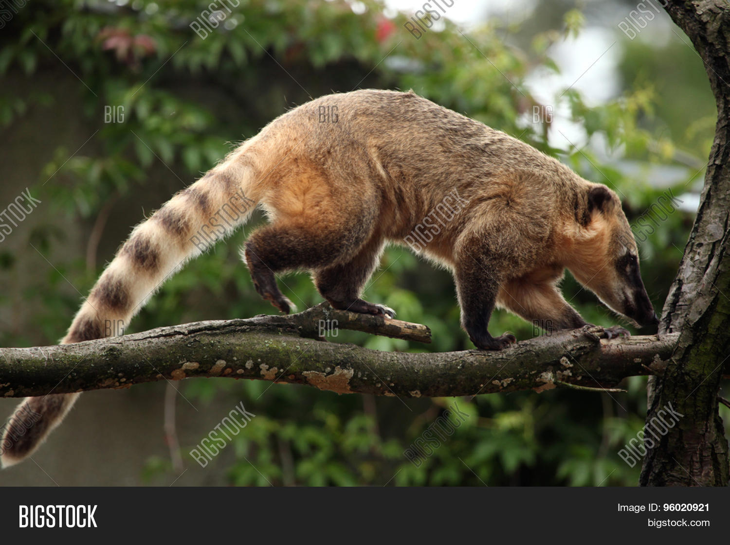 South American Coati ( Image & Photo (Free Trial) Bigstock