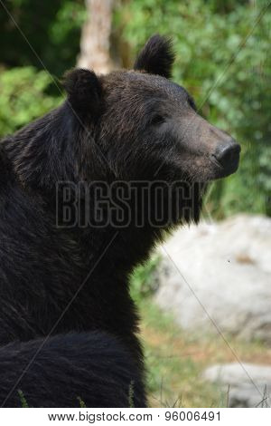 Ussuri Brown Bear (Ursus Arctos Lasiotus)