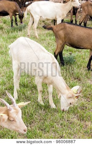 herd of goats, Aveyron, Midi Pyrenees, France