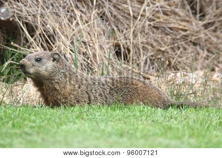 Groundhog (marmota Monax)