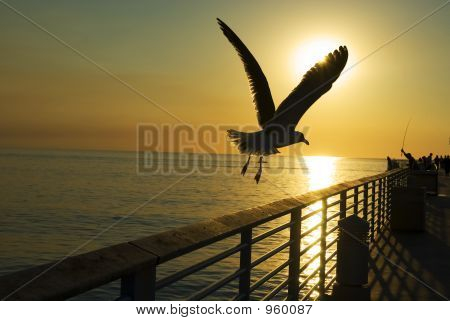Volar hacia el sol