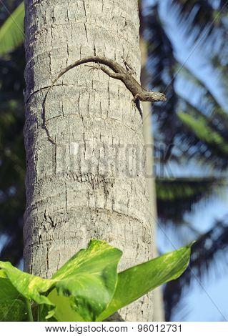 medium lizard in wild nature on palm tree