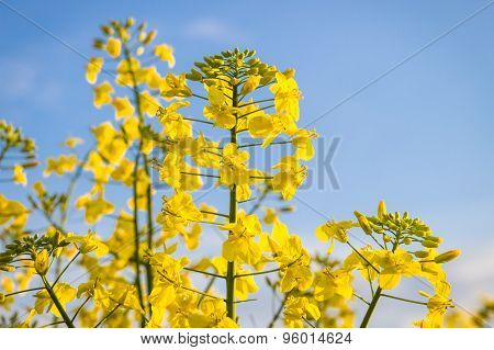 Yellow  Canola Flower In Summer