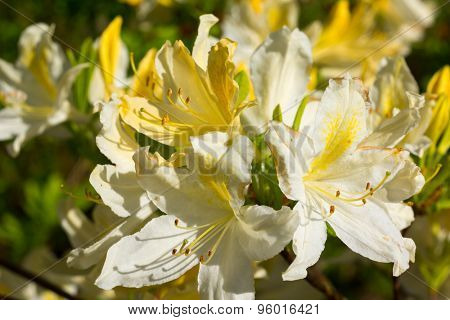 Blooming rhododendron flowers in a garden