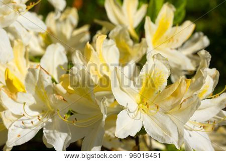Blooming rhododendron flowers in a garden