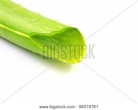 aloe vera fresh leaf isolated over white background