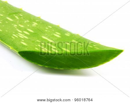 aloe vera fresh leaf isolated over white background