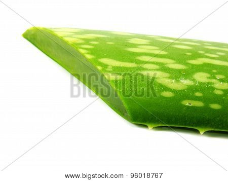aloe vera fresh leaf isolated over white background