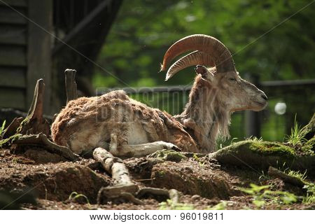 Bukhara urial (Ovis orientalis bochariensis). Wildlife animal. 