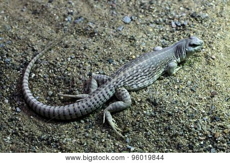 Desert iguana (Dipsosaurus dorsalis). Wildlife animal. 