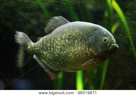 Red-bellied piranha (Pygocentrus nattereri), also known as the red piranha. Wildlife animal. 