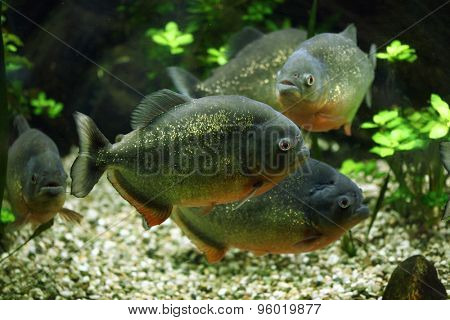 Red-bellied piranha (Pygocentrus nattereri), also known as the red piranha. Wildlife animal. 