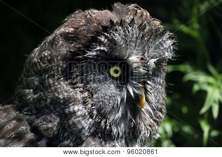 Great grey owl (Strix nebulosa). Wildlife animal. 