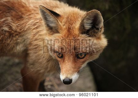 Red fox (Vulpes vulpes). Wild life animal. 