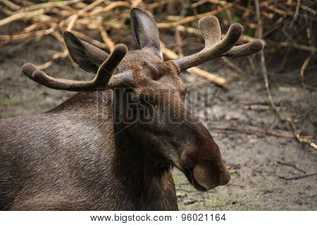 Moose (Alces alces), also known as the elk. Wild life animal. 