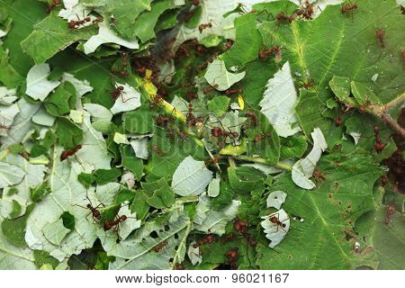 Leafcutter ants (Atta sexdens). Wild life animal. 