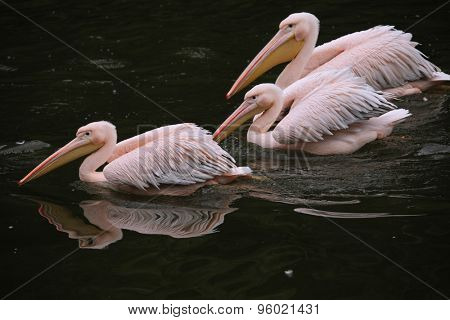 Great white pelican (Pelecanus onocrotalus), also known as the rosy pelican. Wildlife animal. 