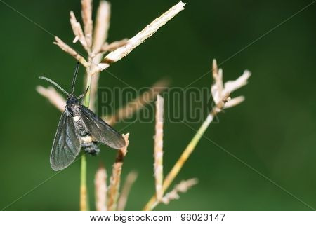 Black Bug
