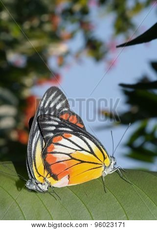 Butterflies Mating