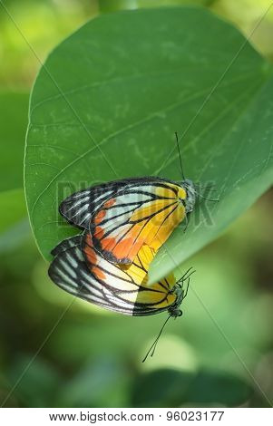 Butterflies Mating 3