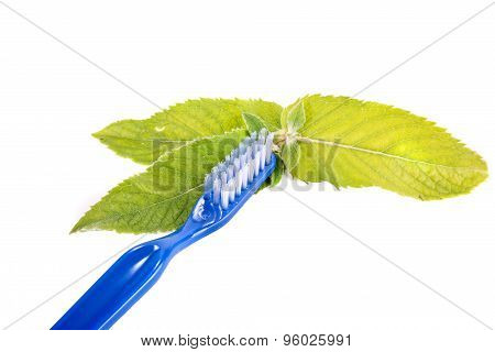 Toothbrush And Leaves Of Mint