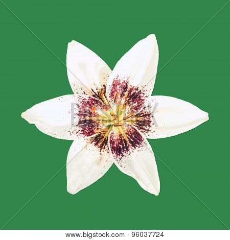 Creamy lily on green background. Vector