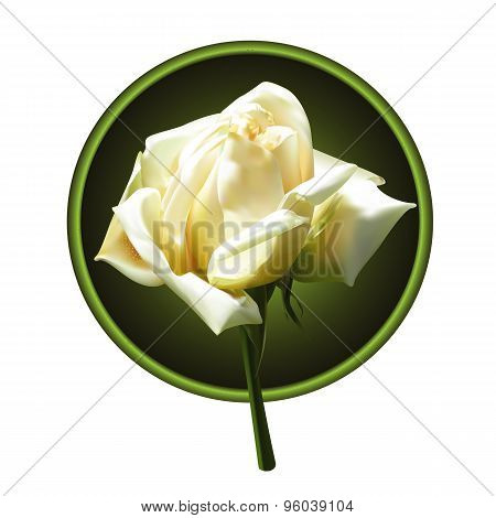 Picture of white rose