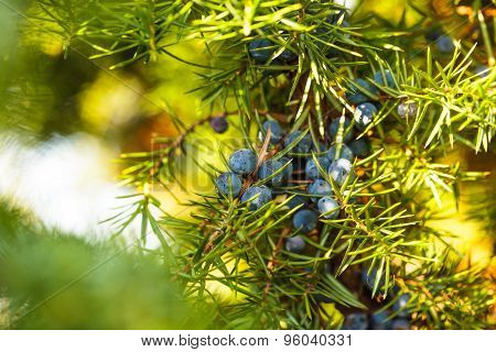 Juniper berries